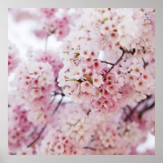 Cherry Blossoms Poster