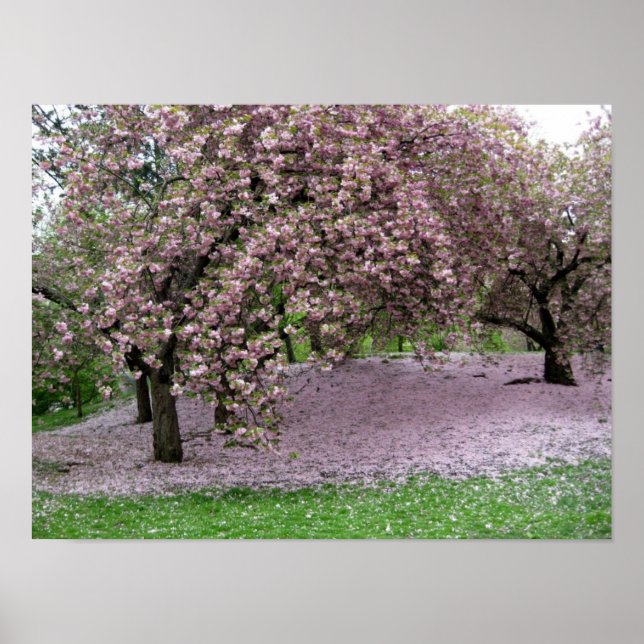 Cherry Blossoms Poster (Front)