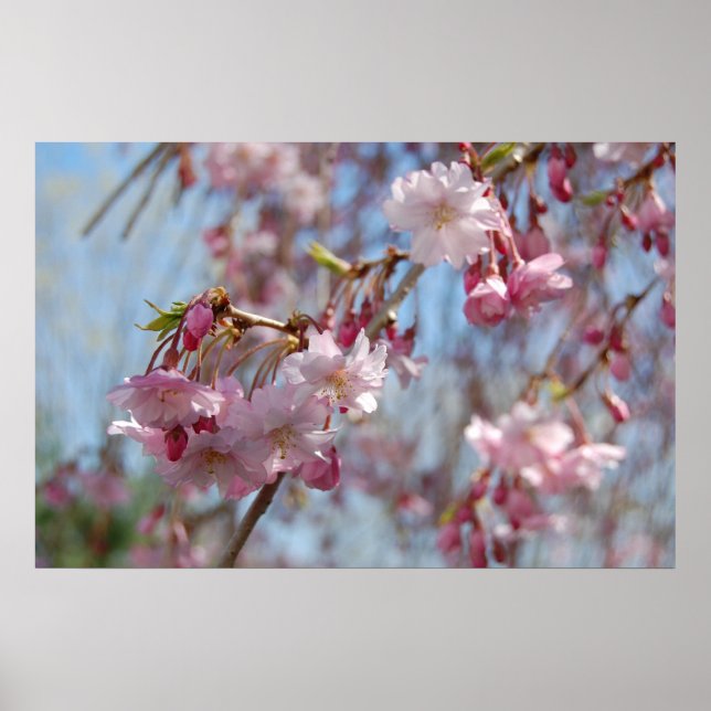 Cherry Blossoms Poster (Front)