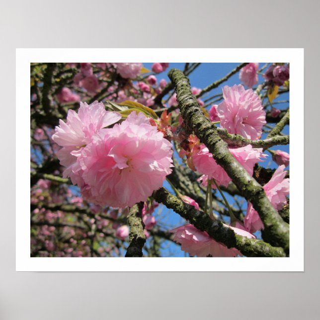 Cherry Blossoms Poster (Front)