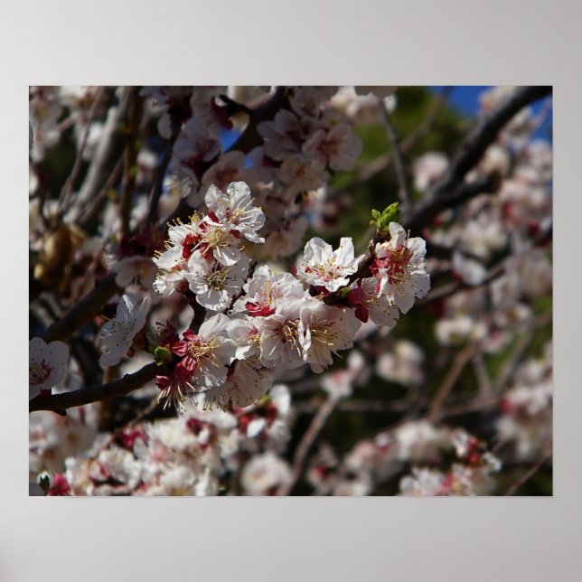Cherry Blossoms print (Front)