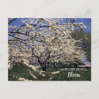 Cherry Blossoms Retro Farm Orchard Blooms Postcard