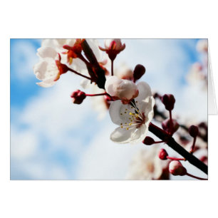Cherry Blossoms, Spring Time, Nature