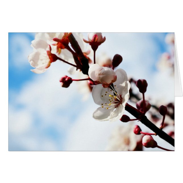 Cherry Blossoms, Spring Time, Nature  (Front Horizontal)