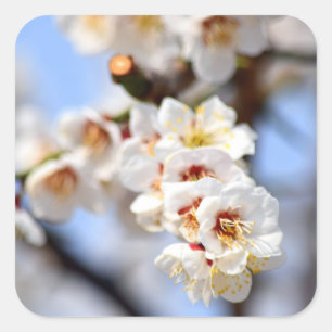 Cherry Blossoms Square Sticker