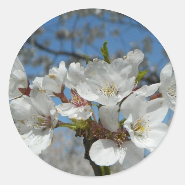 Cherry Blossoms Sticker (Front)