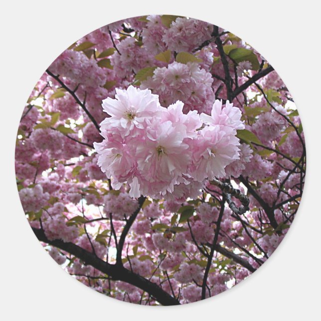 Cherry Blossoms Sticker (Front)