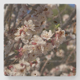 Cherry Blossoms Stone Coaster