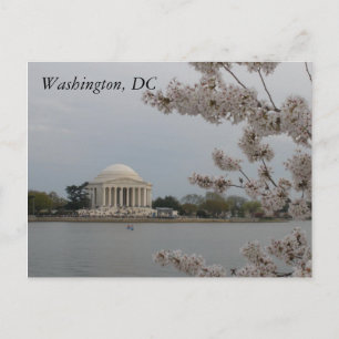 Cherry Blossoms: Washington, D.C. Postcard