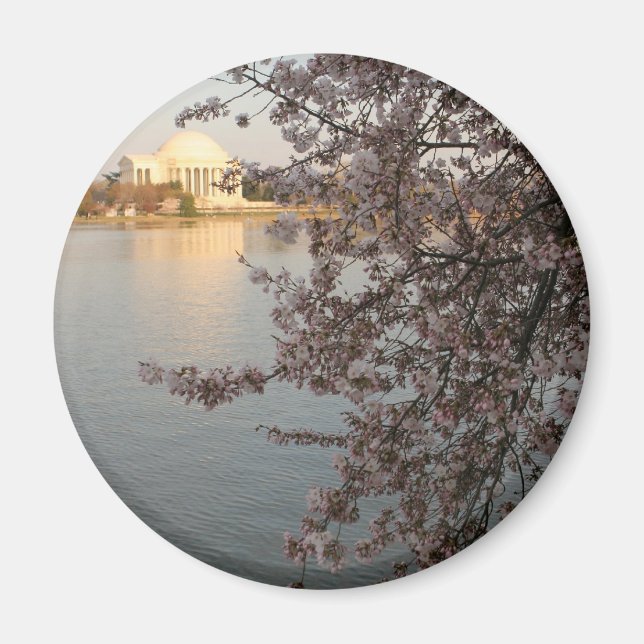 Cherry Blossoms Washington DC Magnet (Front)