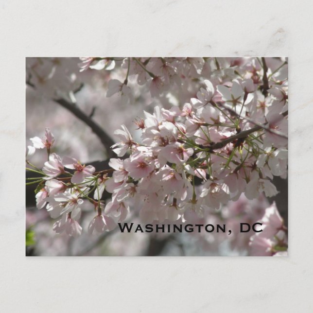 Cherry Blossoms:Washington, DC Postcard (Front)