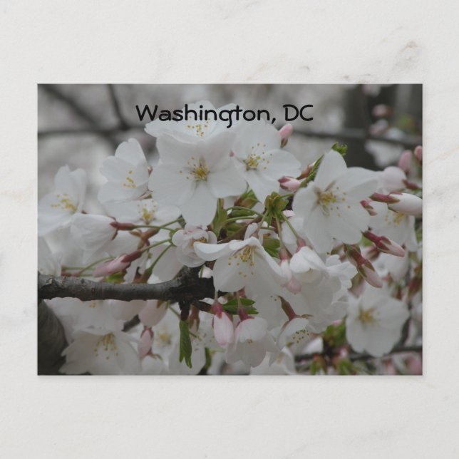Cherry Blossoms: Washington, DC Postcard (Front)
