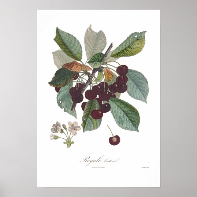 Cherry,Early Royale Poster (Front)