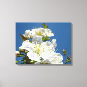 Cherry Flower Blossoms Canvas art prints Spring