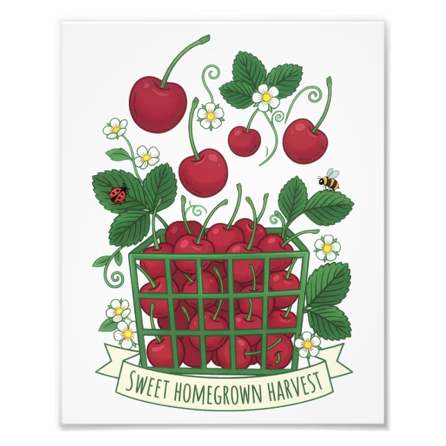 Cherry Fruit Food Prunus Sweet Basket  Photo Print (Front)