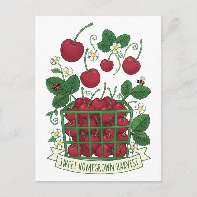 Cherry Fruit Food Prunus Sweet Basket  Postcard (Front)