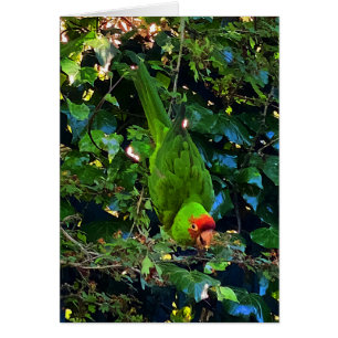 Cherry Headed Conure #1 Card
