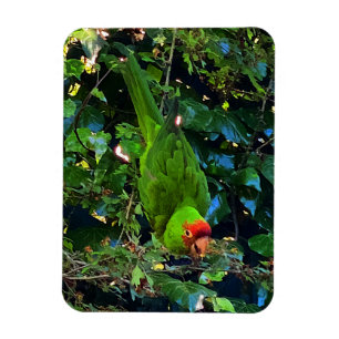 Cherry Headed Conure #1 Magnet