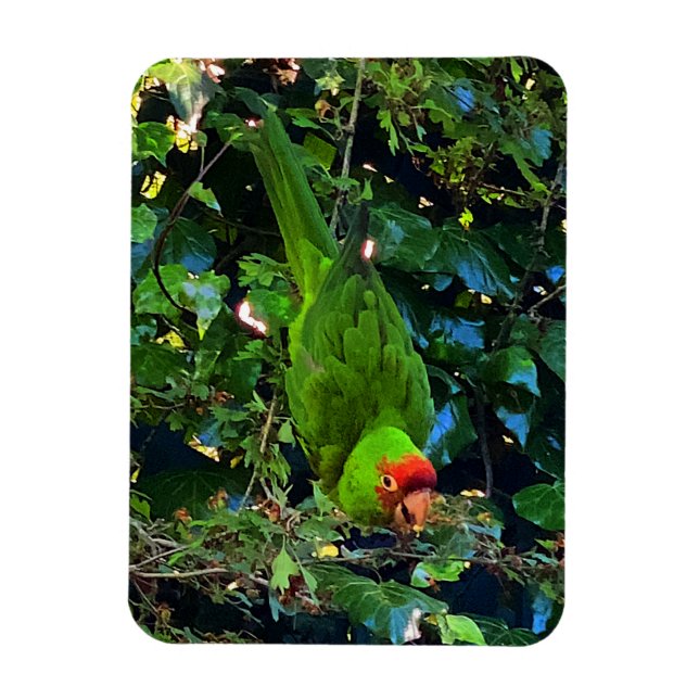 Cherry Headed Conure #1 Magnet (Vertical)