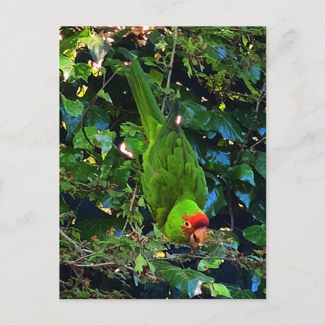 Cherry Headed Conure #1 Postcard (Front)
