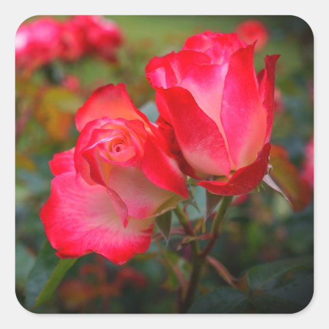 Cherry Parfait Rose #4 Stickers (Front)