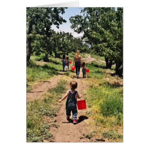 Cherry Picking Time
