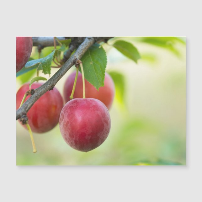 Cherry plum on branch (Front)