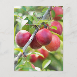 Cherry plum on branch postcard