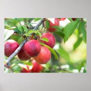 Cherry plum on branch poster