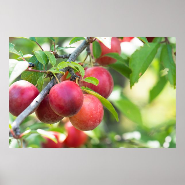 Cherry plum on branch poster (Front)