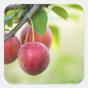 Cherry plum on branch square sticker