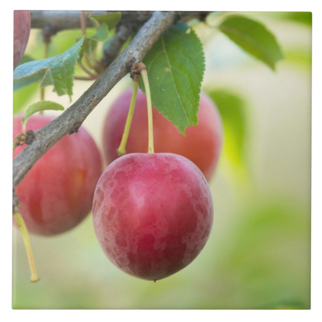 Cherry plum on branch tile (Front)