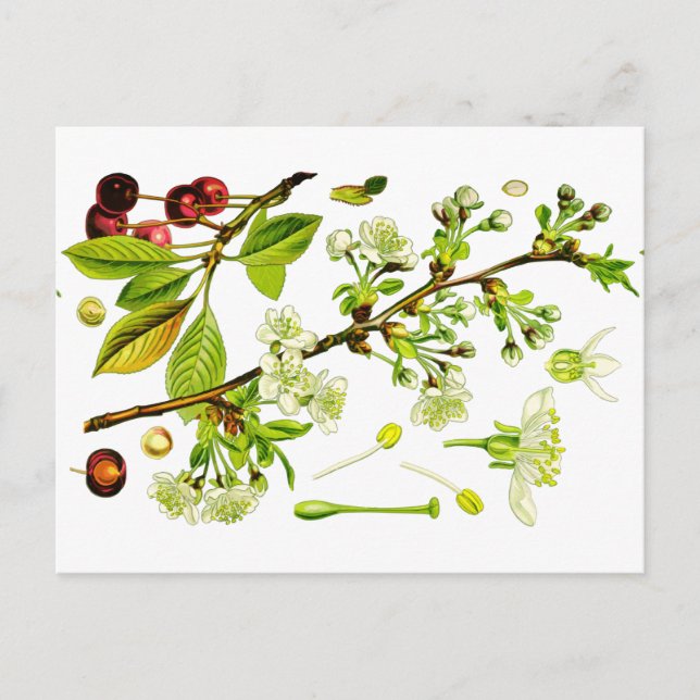 cherry postcard (Front)