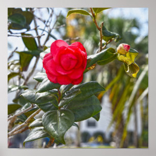 Cherry Red Camellia Flower and Bud Poster