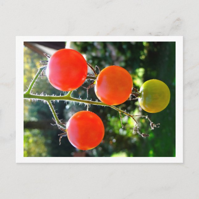 Cherry Tomato Postcard (Front)