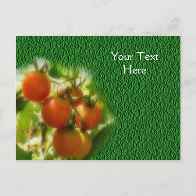 Cherry Tomatoes On The Vine Nature Postcard (Front)
