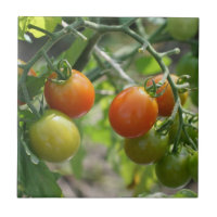 Cherry Tomatoes On Vine Nature