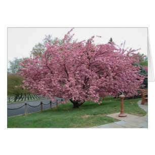 Cherry Tree