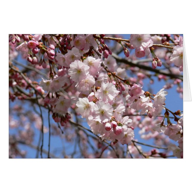Cherry Tree (Front Horizontal)