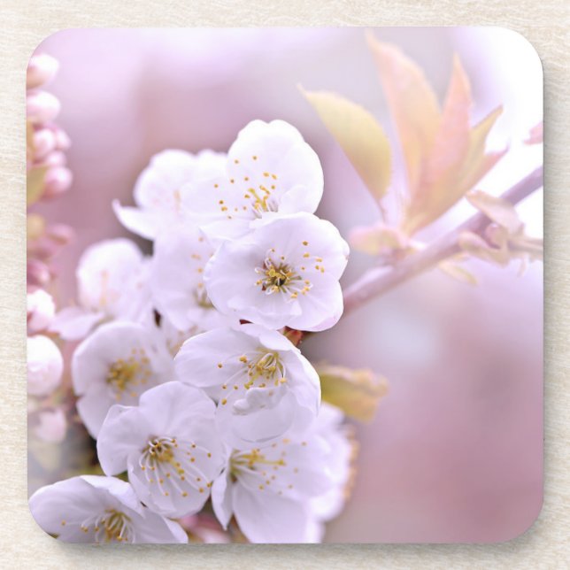 Cherry Tree Blossoms Coaster (Front)