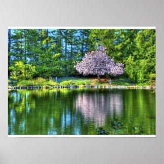 Cherry Tree Blossoms Poster
