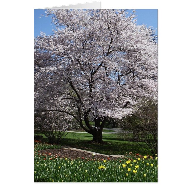 Cherry Tree Card (Front)