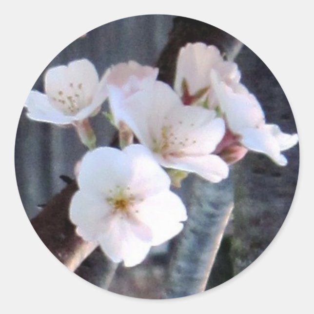 Cherry Tree Flower Classic Round Sticker (Front)