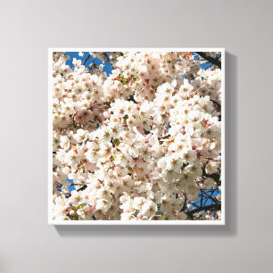 Cherry Tree in Bloom, Oregon Canvas Print