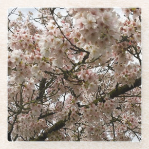 Cherry Tree in Bloom, Oregon Glass Coaster
