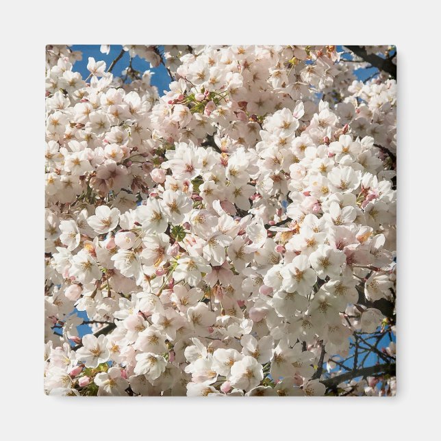 Cherry Tree in Bloom, Oregon Magnet (Front)