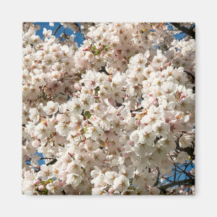 Cherry Tree in Bloom, Oregon Poster Magnet