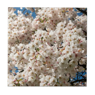 Cherry Tree in Bloom, Oregon Poster Tile