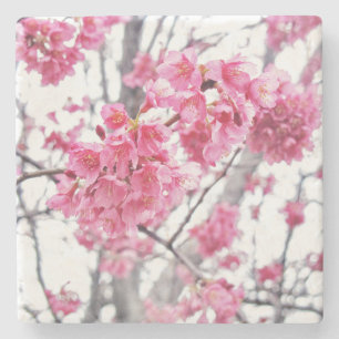 Cherry tree in bloom stone coaster