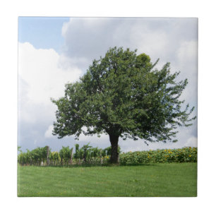 Cherry Tree In Summer Tile